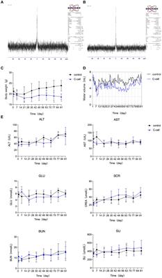 Natural Changbai mineral water reduces obesity risk through regulating metabolism and gut microbiome in a hyperuricemia male mouse model